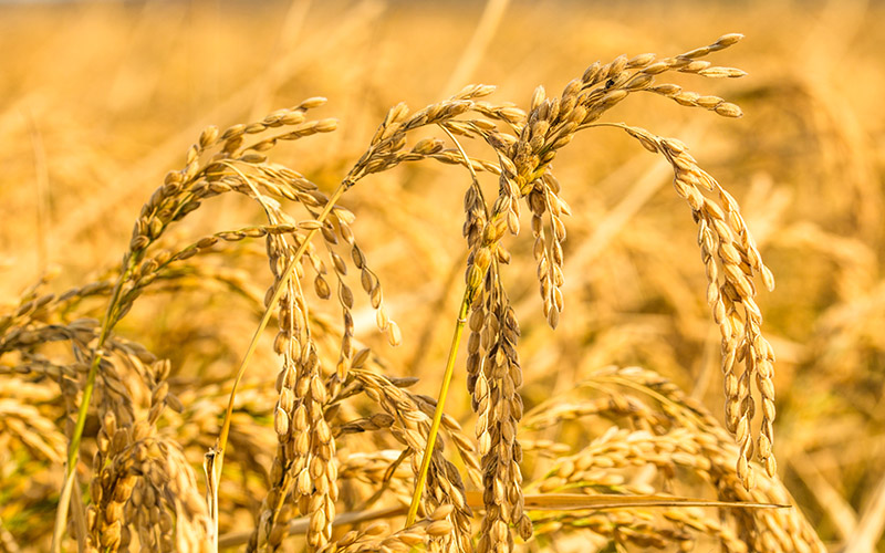 粮食重金属检测仪检测结果准确 粮食.jpg